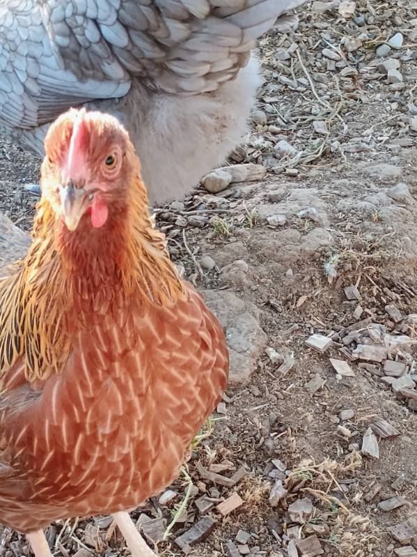 WELSUMMER Hen Chickens for Sale