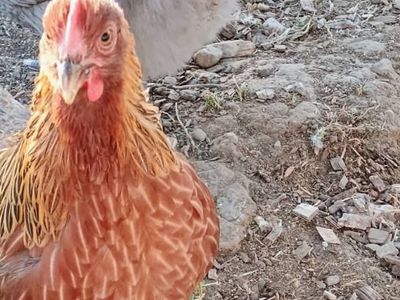 WELSUMMER Hen Chickens for Sale