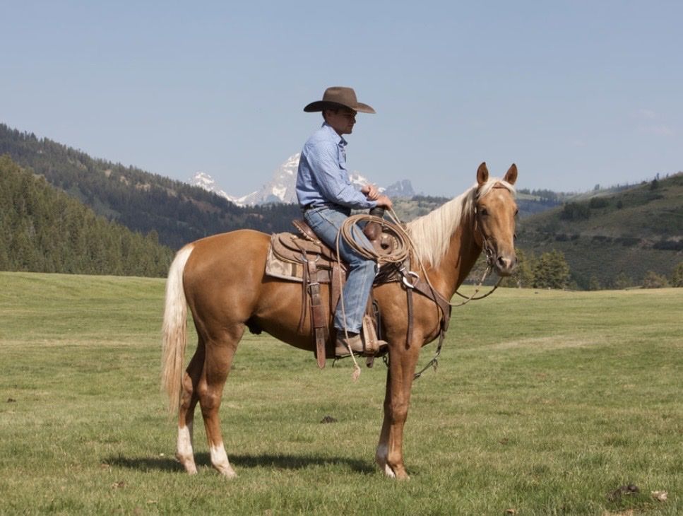 Papered 4 year old palomino gelding