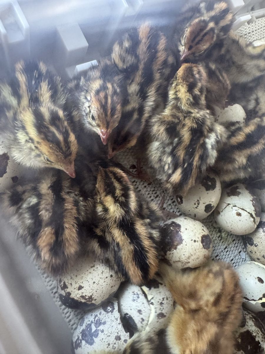 Jumbo Coturnix Chicks