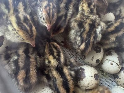 Jumbo Coturnix Chicks