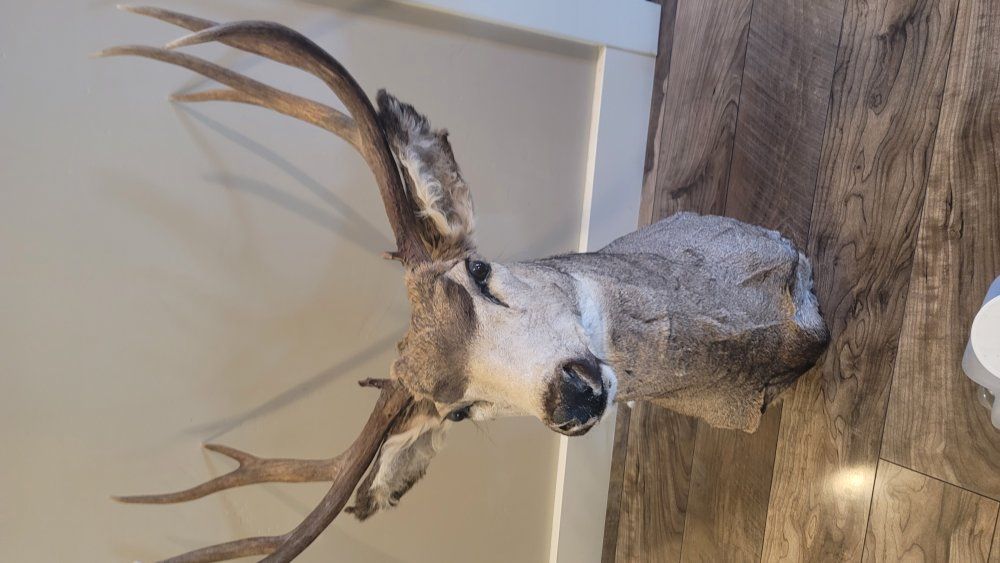 Deer Mount