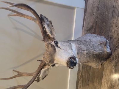 Deer Mount