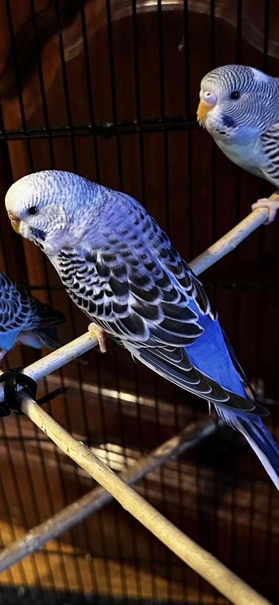 Purple Parakeets for sale