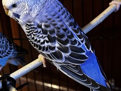 Purple Parakeets for sale