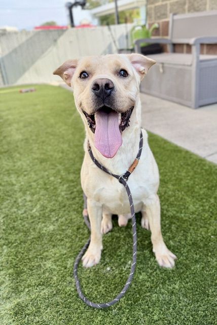 A164760 Sagebrush, Available for Adoption