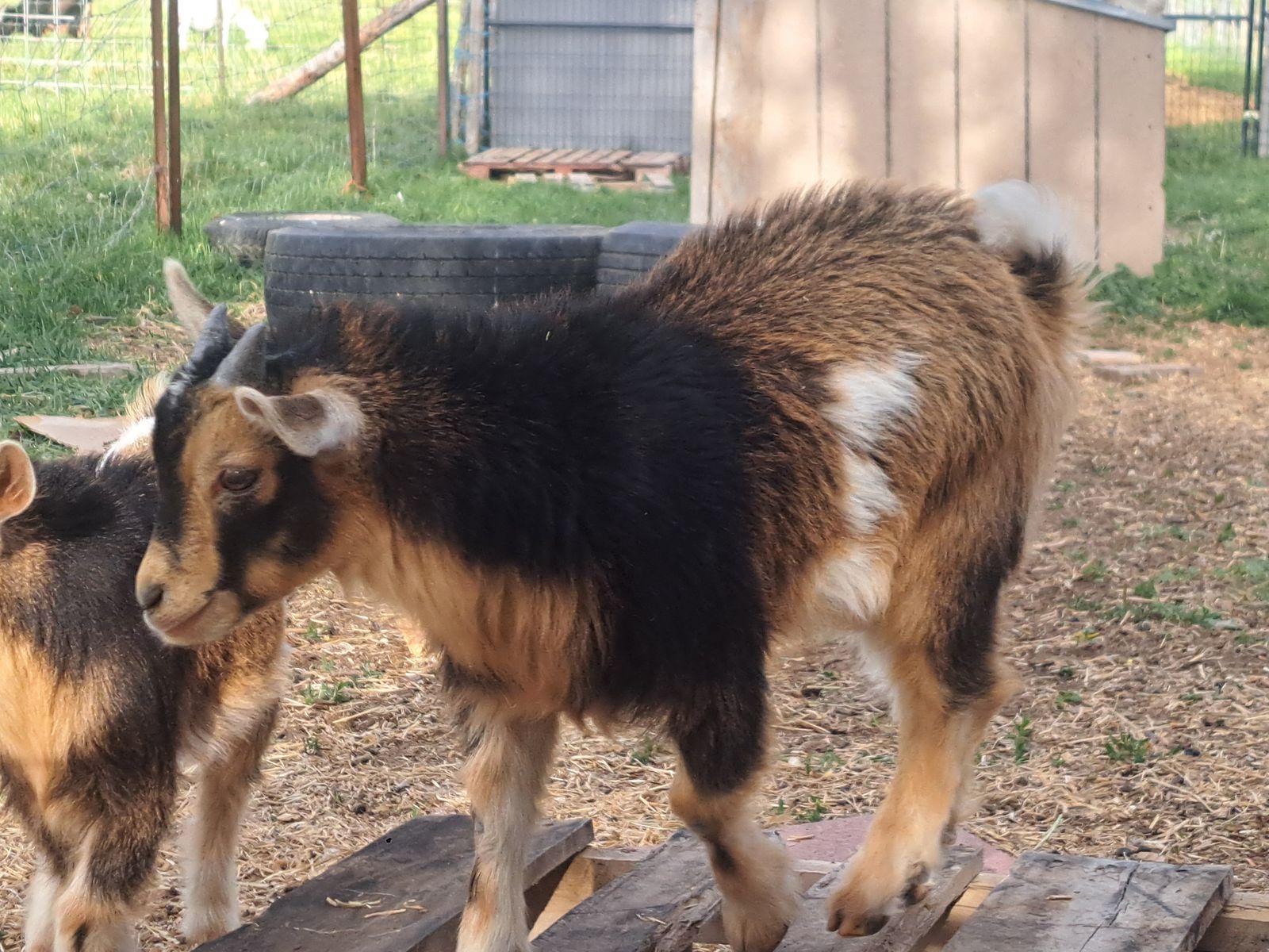 Small Nigerian Dwarf Doeling and 2 Bucklings