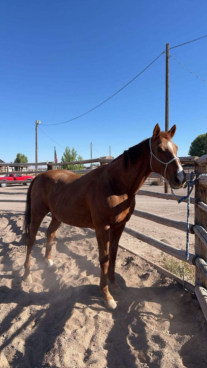 Grade Gelding
