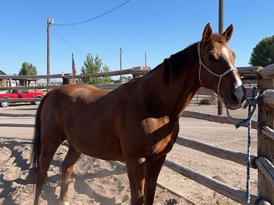 Grade Gelding