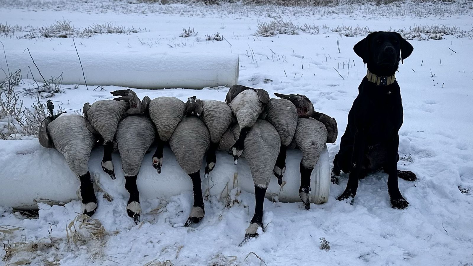 2 Year Old Black Lab, light Waterfowl Training