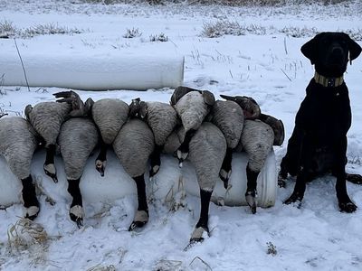 2 Year Old Black Lab, light Waterfowl Training