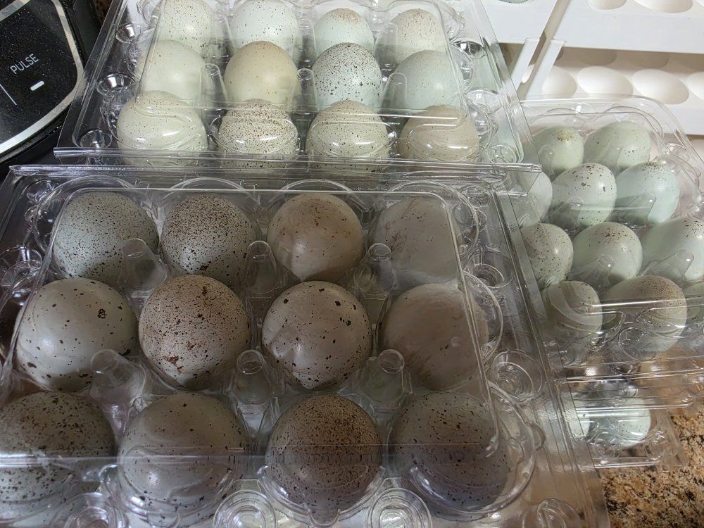 Jumbo Celedon Coturnix Quail Eggs