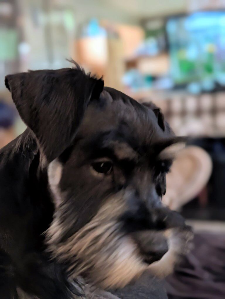 Not Your neighbor's doodle AKC miniature schnauzer