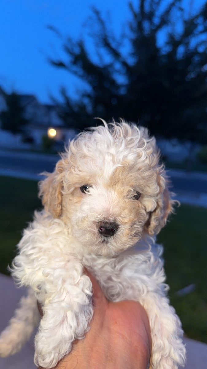 Toy poodle
