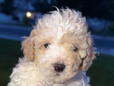 Toy poodle