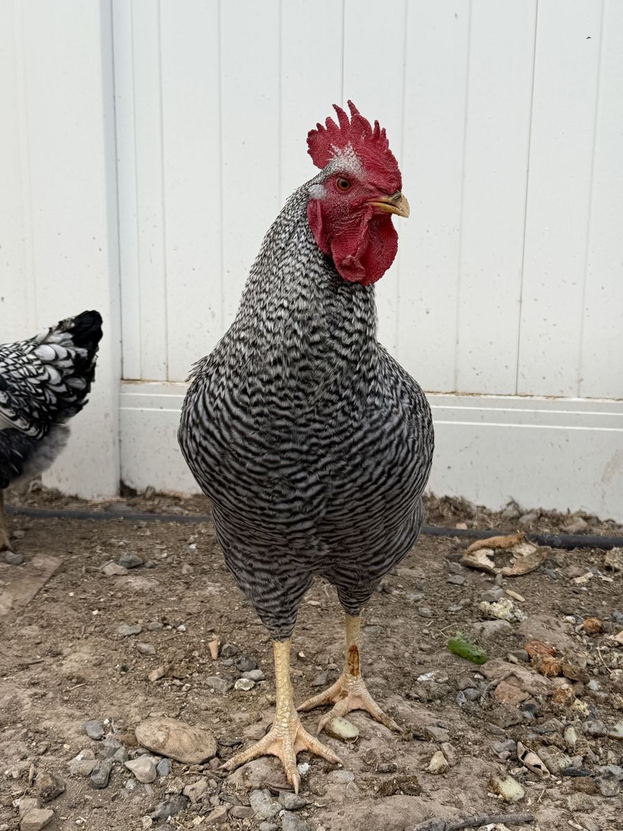 Free Rooster