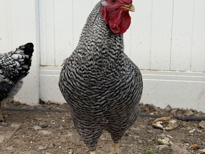 Free Rooster