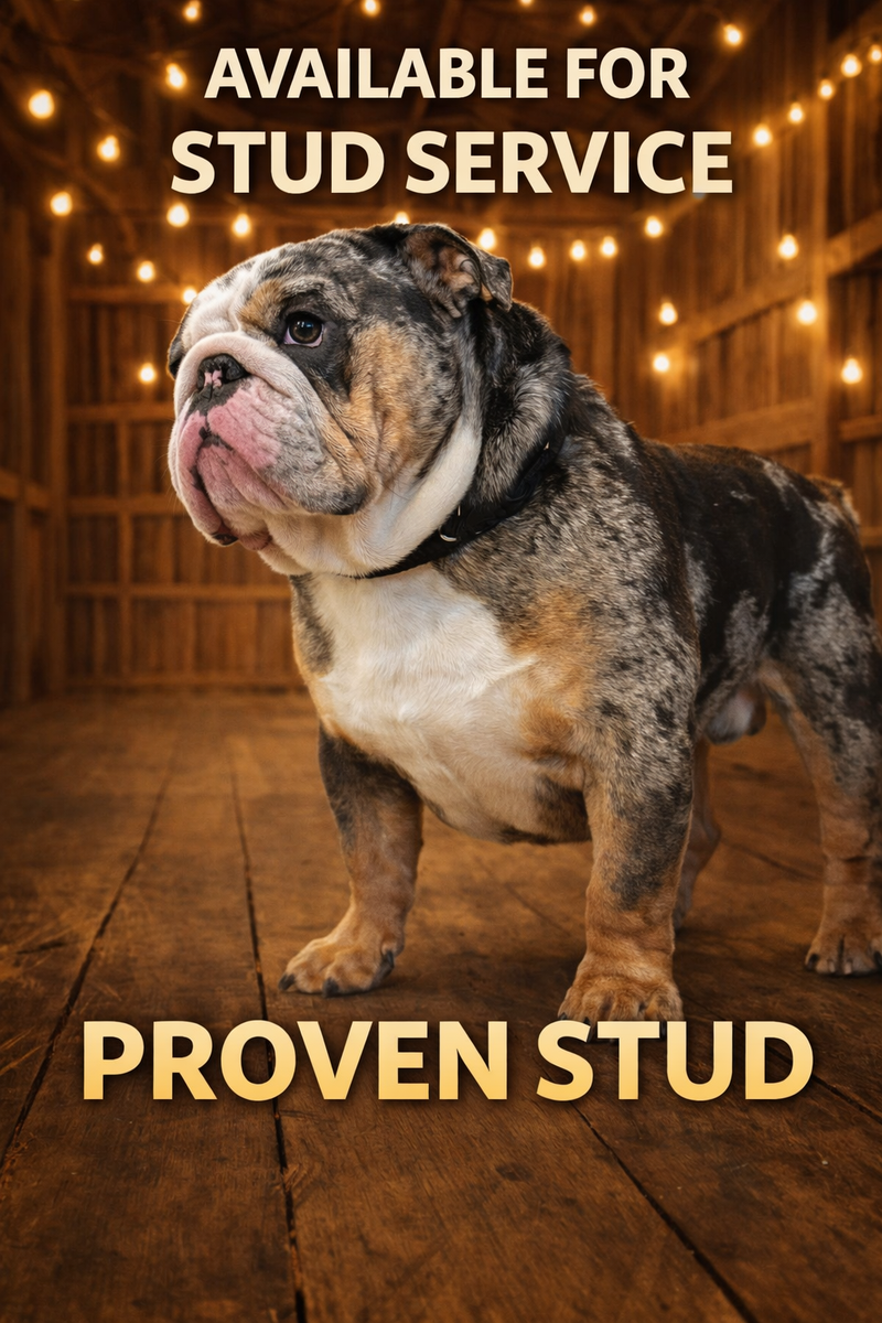 Beautiful  proven champion lines English bulldog studs