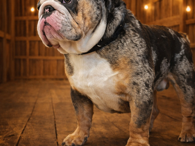 Beautiful proven champion lines English bulldog studs