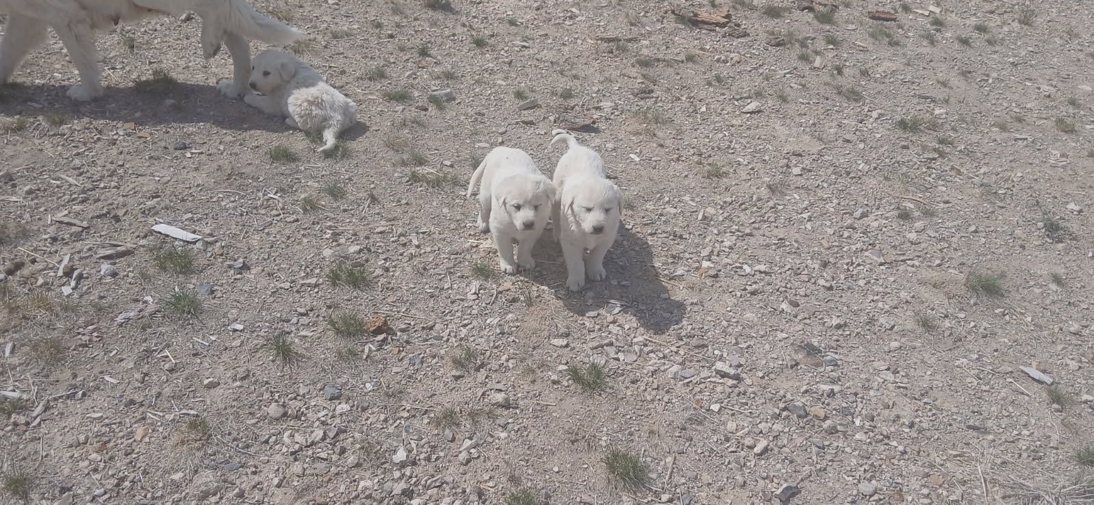 Pyrenees Puppies