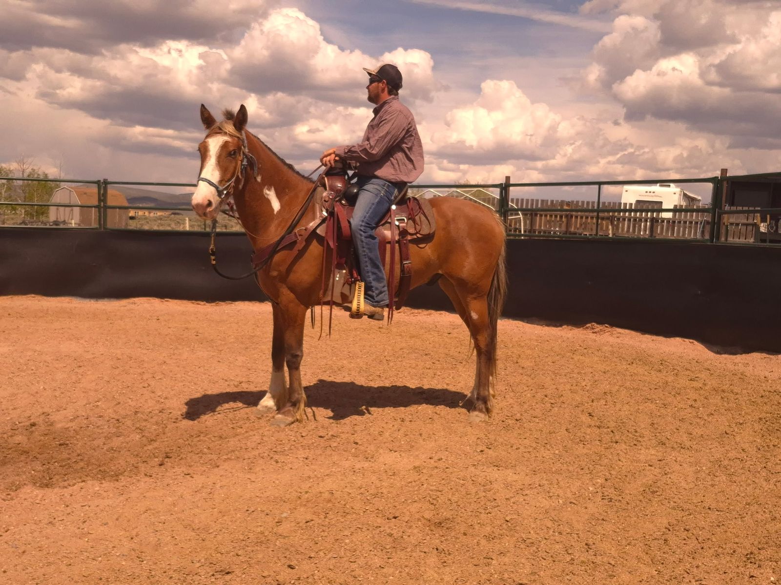 7 year old grade gelding
