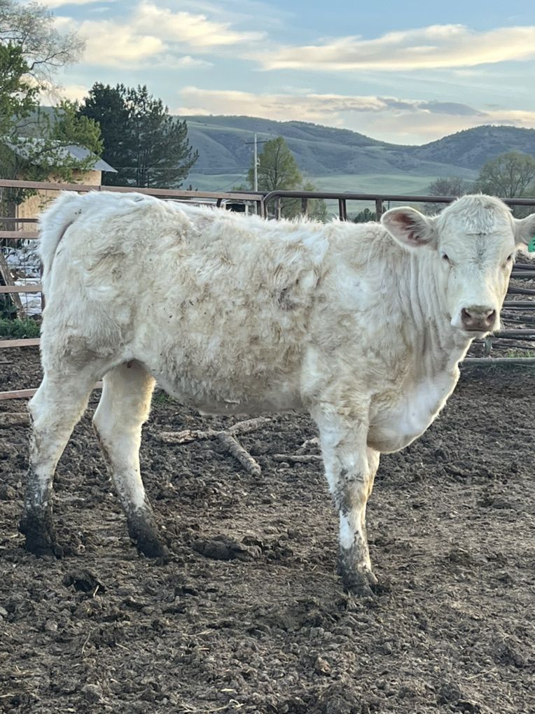 Charolais Heifers