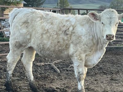 Charolais Heifers