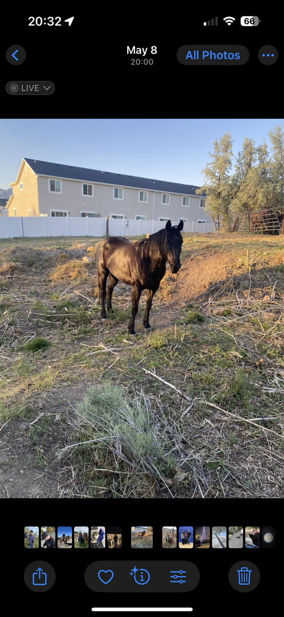 12 year old grade quarter horse