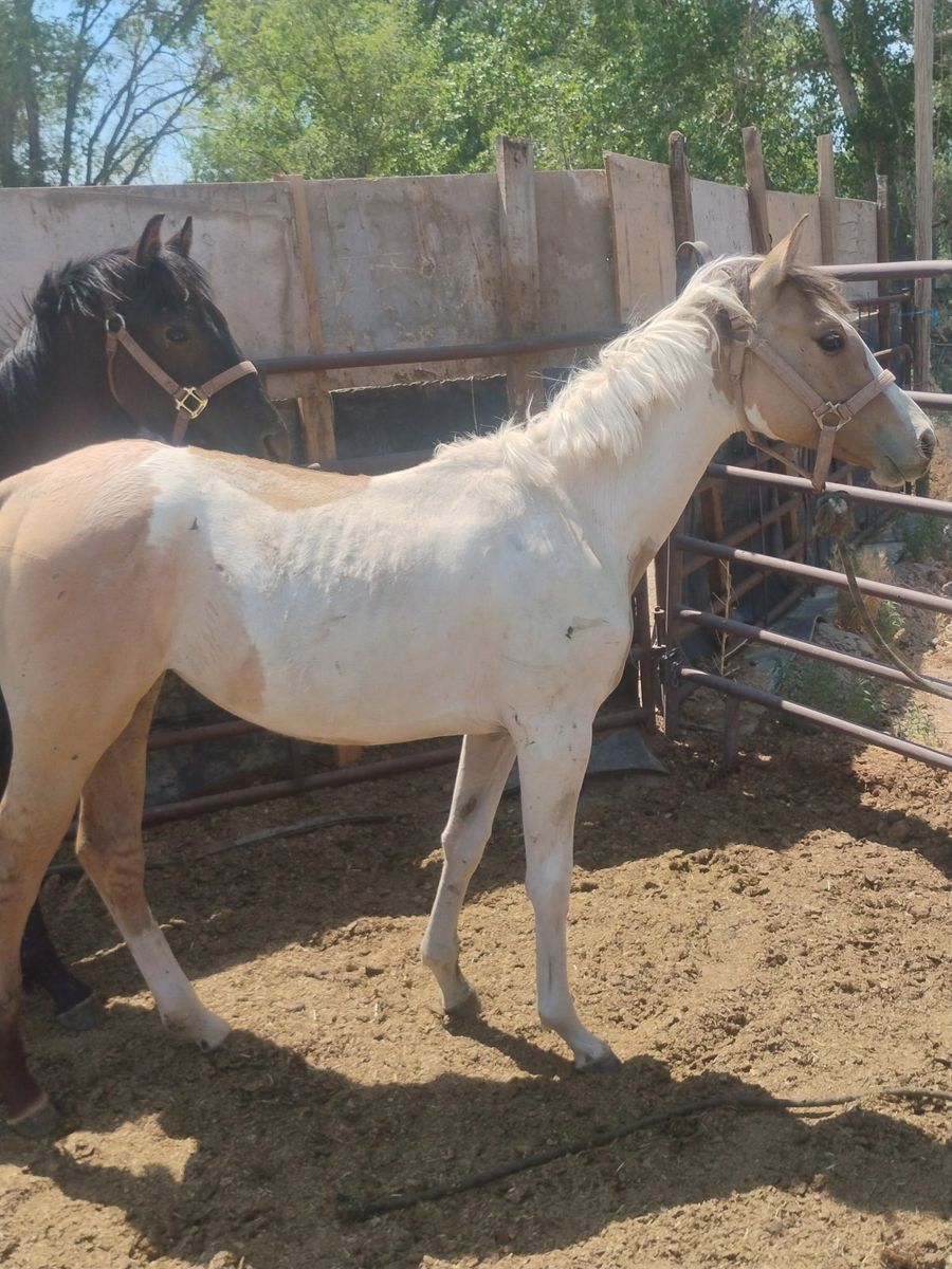 Cute buckskin paint filly