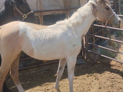 Cute buckskin paint filly