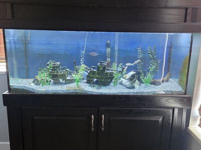 75G aquarium with stand and more!