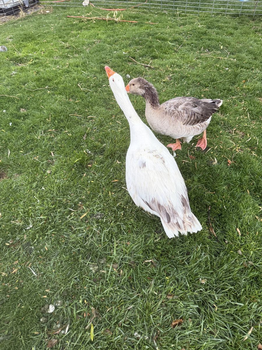 Pilgrim geese