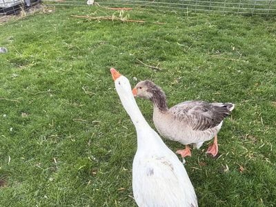 Pilgrim geese