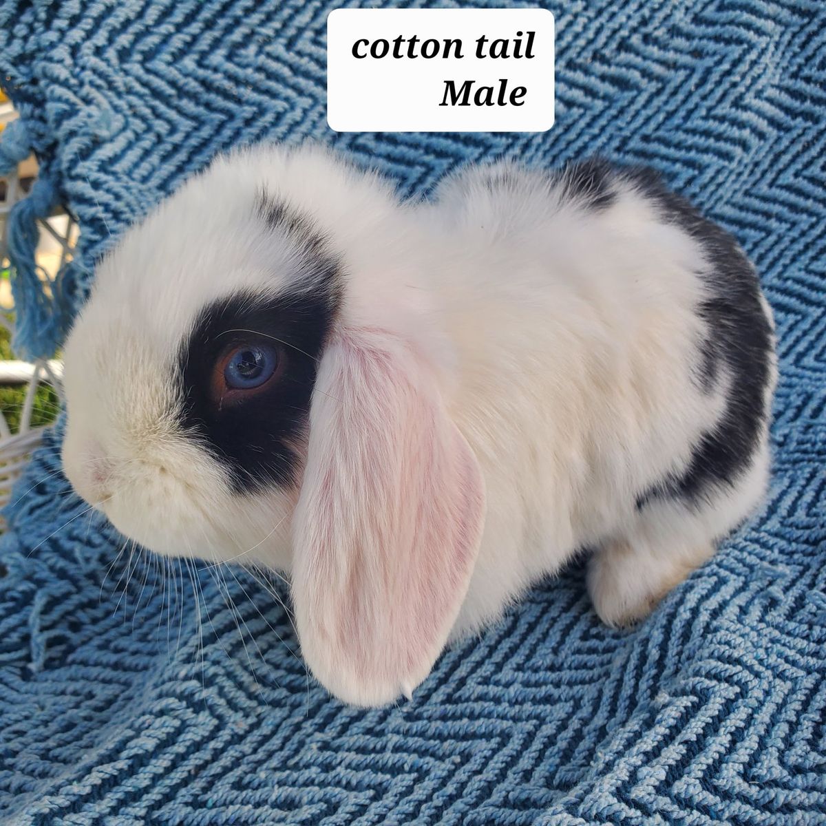 Blue eyed Bunnies for sale!