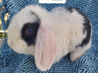 Blue eyed Bunnies for sale!