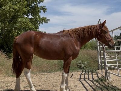 Draft Cross Mare