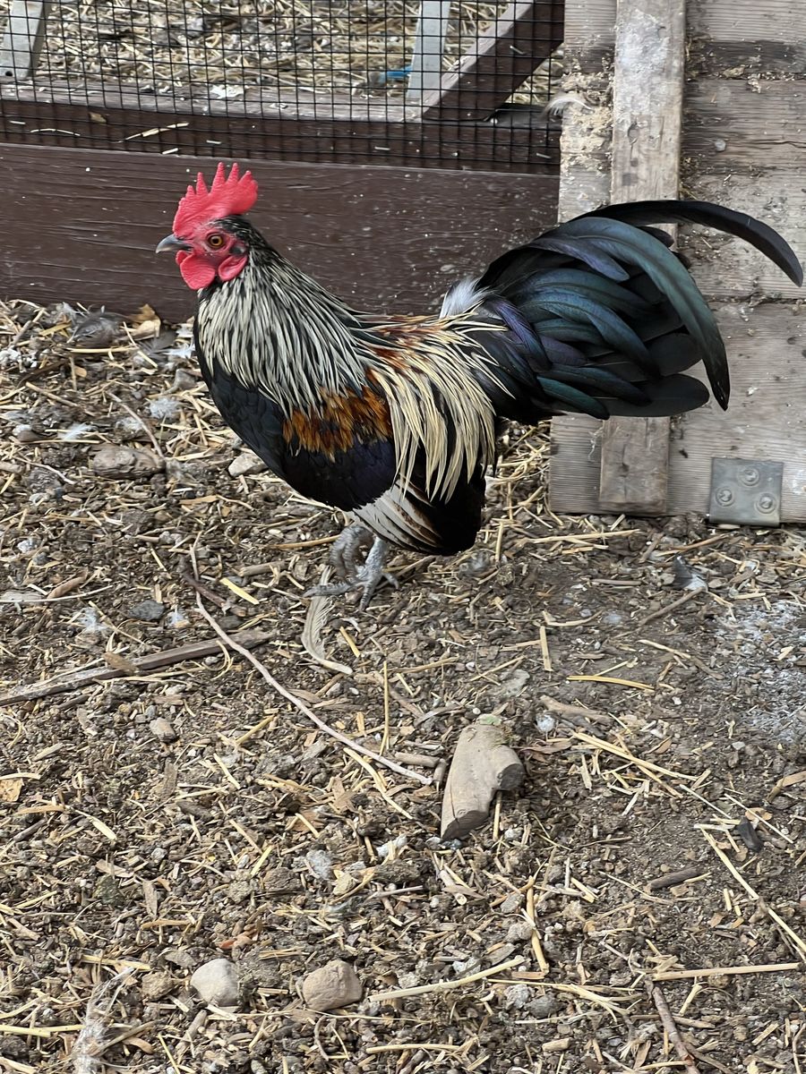 Azteca Rooster