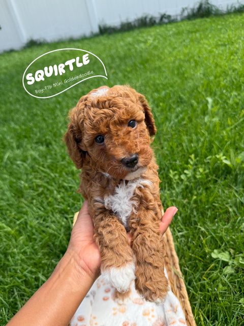 Beautiful Tuxedo F1B Mini Goldendoodles, One Last Boy Squirtle, Hypoallergenic, Puppy Culture Trained