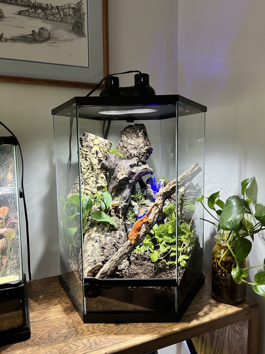Bioactive enclosure and creasted gecko