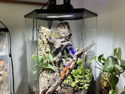Bioactive enclosure and creasted gecko