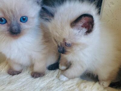 GORGEOUS RAGDOLL Teacup male kittens--SUPER SWEET LOYAL TEMPERMENTS-- SUPER FLUFFY/FLOPPY, shed less/less allergenic!