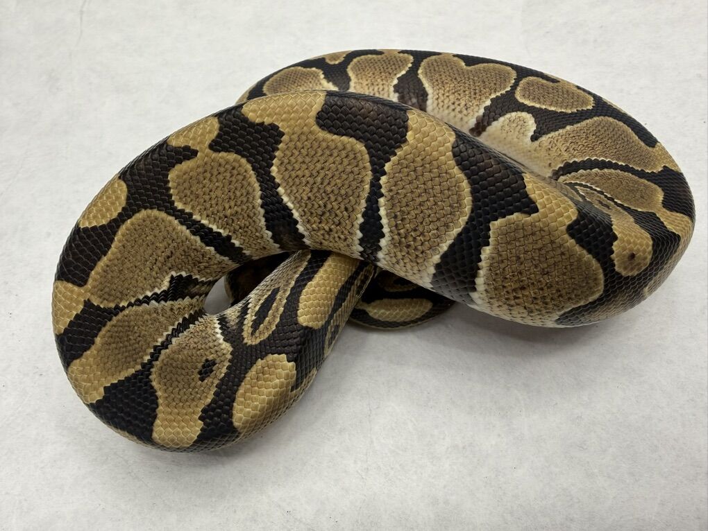 100% Het VPI Het Pied 66% Het Hypo