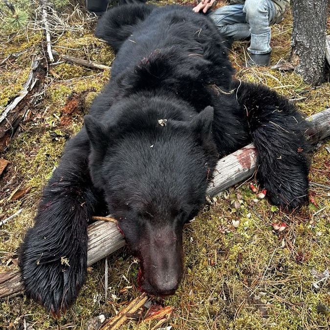 7 ft. Skinned Black Bear Cape from Nasko BC - Ready for Tanning/Mounting