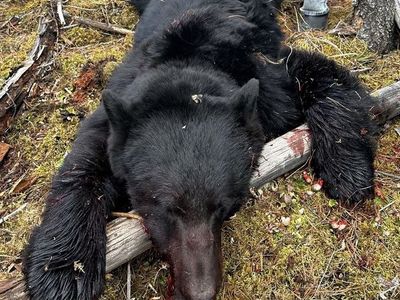 7 ft. Skinned Black Bear Cape from Nasko BC - Ready for Tanning/Mounting