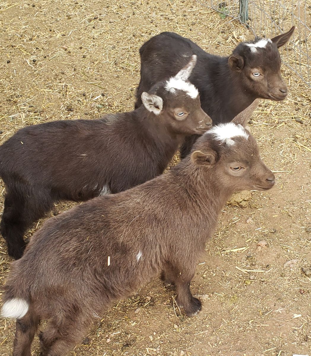 NIGERIAN BUCKLINGS
