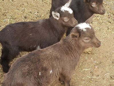 NIGERIAN BUCKLINGS