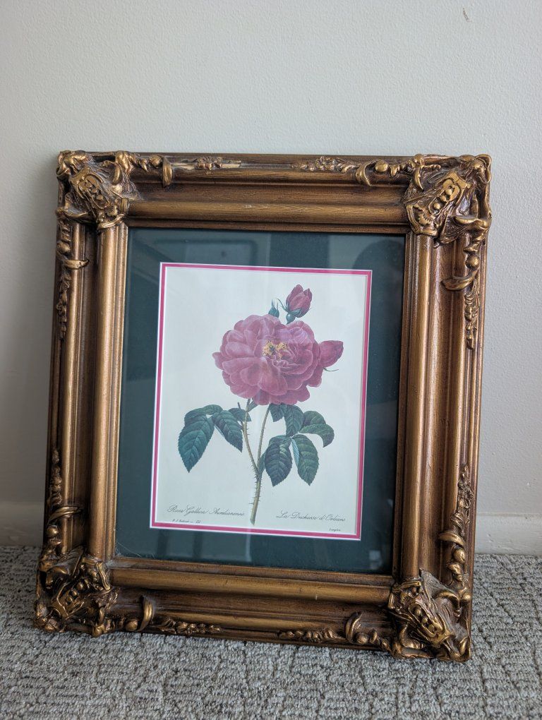Rosa Gallica Pontiana Rose Vintage Color Illustration Framed Print