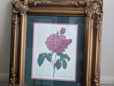 Rosa Gallica Pontiana Rose Vintage Color Illustration Framed Print
