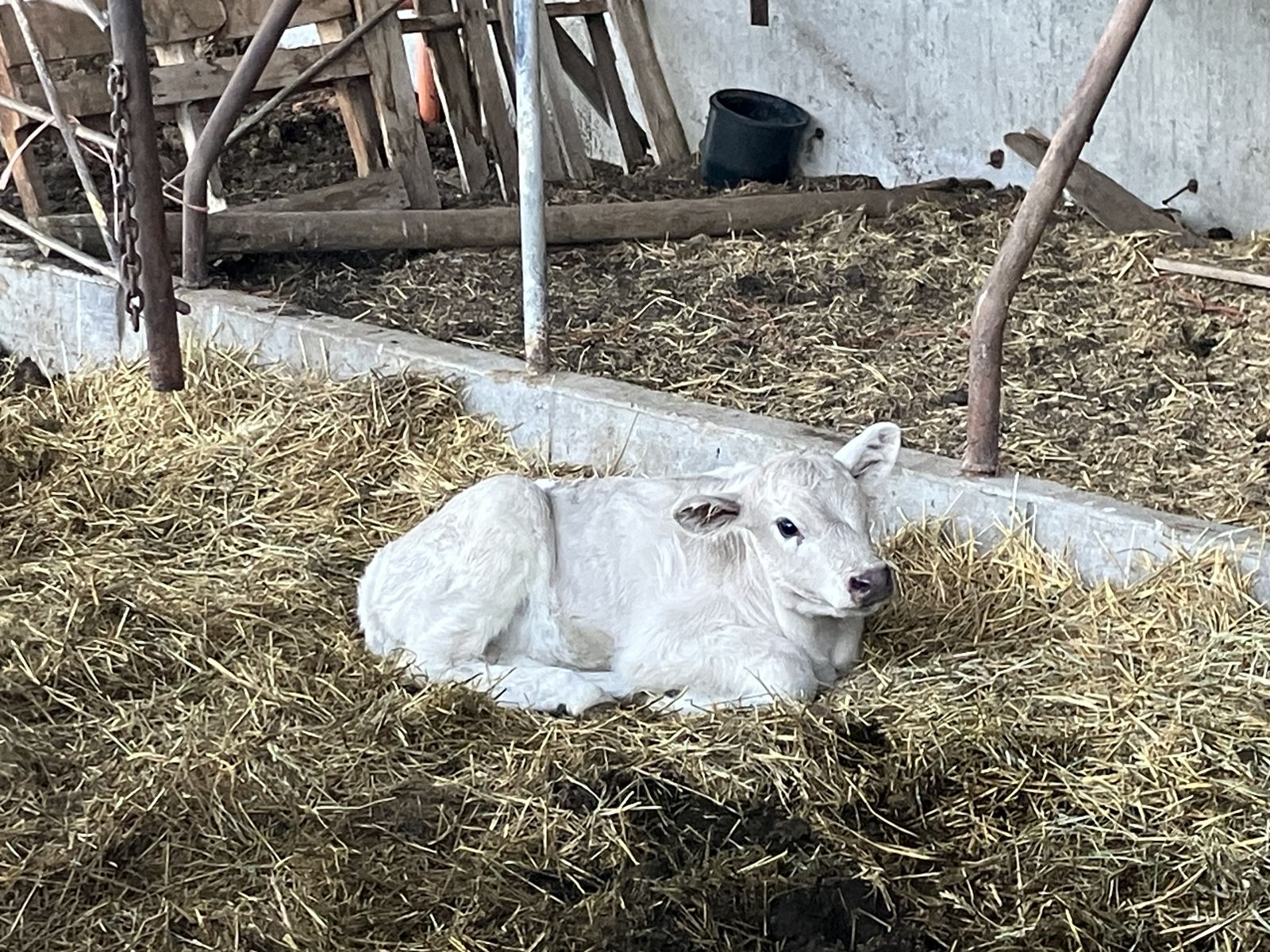 Cow Calf Pair (Bull Calf) For Sale
