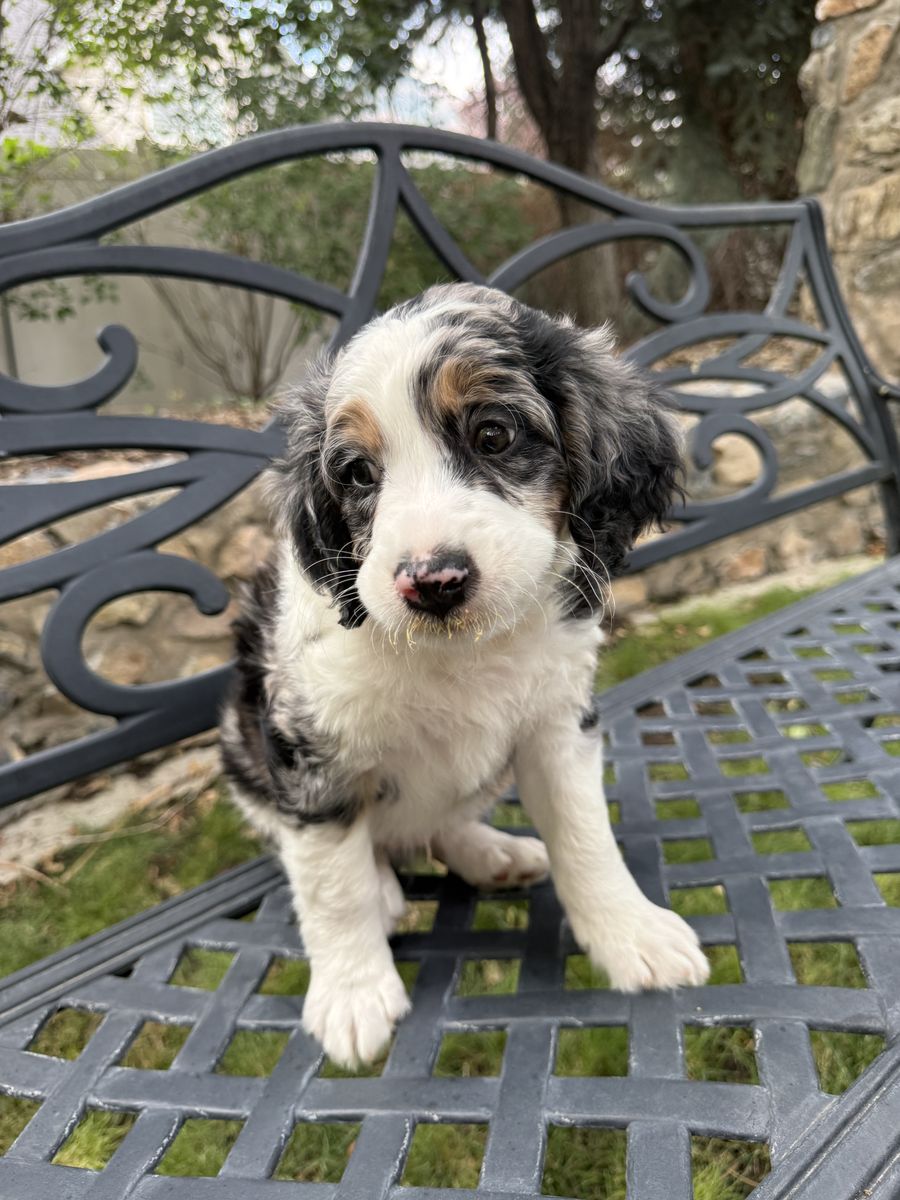 Male mini Blue Merle Bernedoodle puppy for sale!